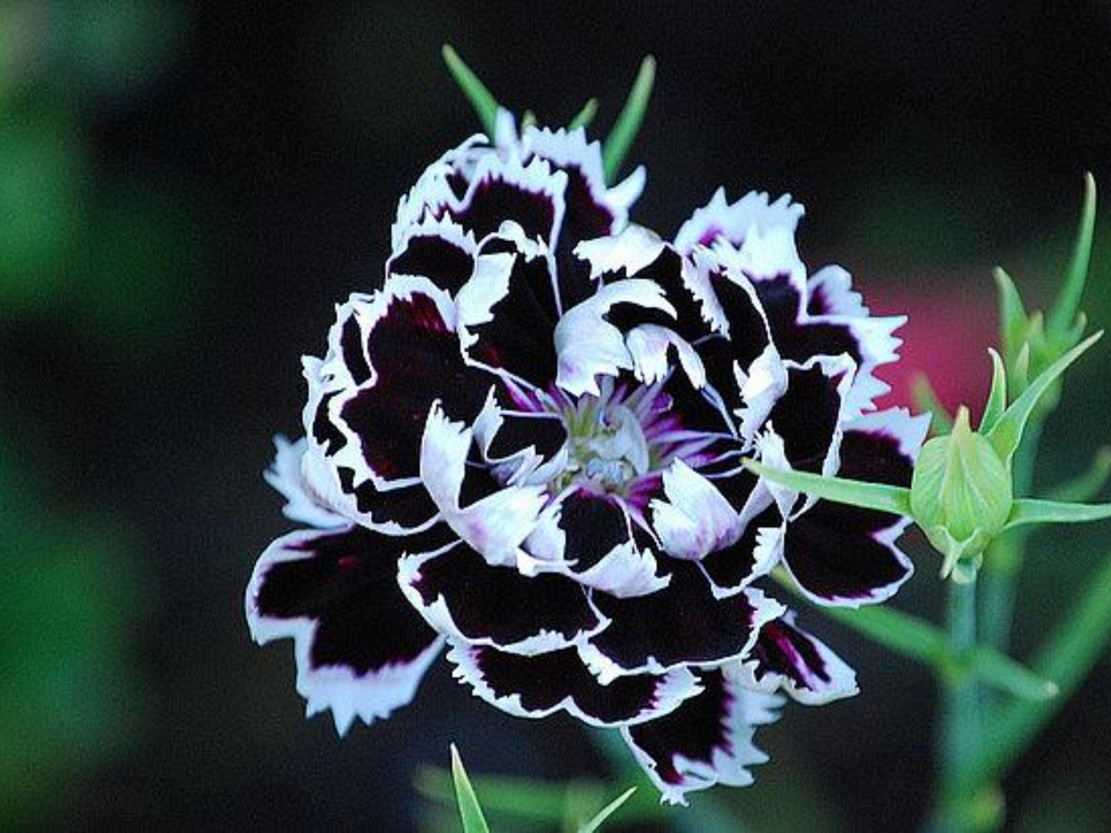 30 Seeds| China Pink ‘Black Velvet and Lace Carnations – Dianthus Flowers Seeds