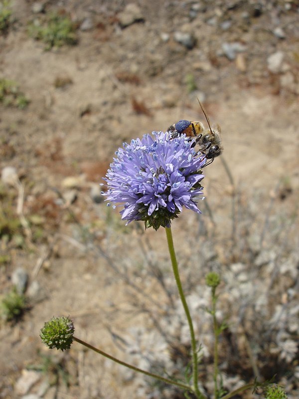 401+GLOBE GILIA THIMBLE Flower Seeds Native Southwest Wildflower Drought Heat