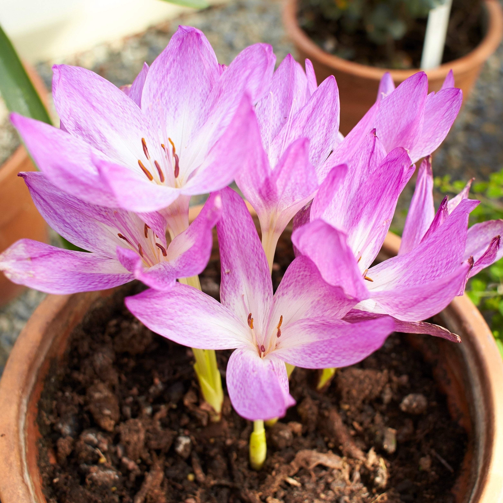 10 AUTUMN CROCUS Colchicum Autumnale Meadow Saffron Flower Seeds *Comb S/H
