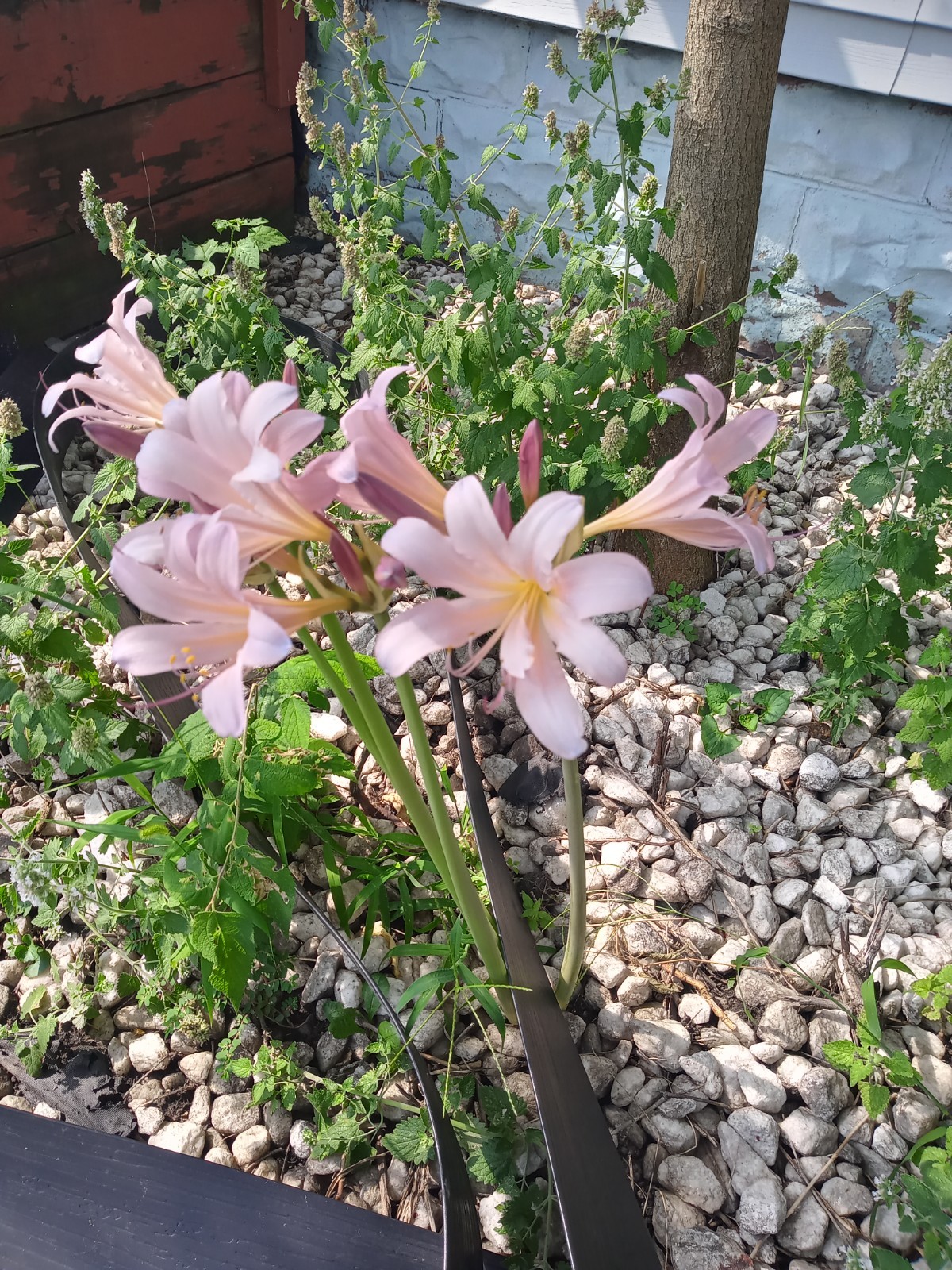 lancililium august lily pink spotted lily home and garden