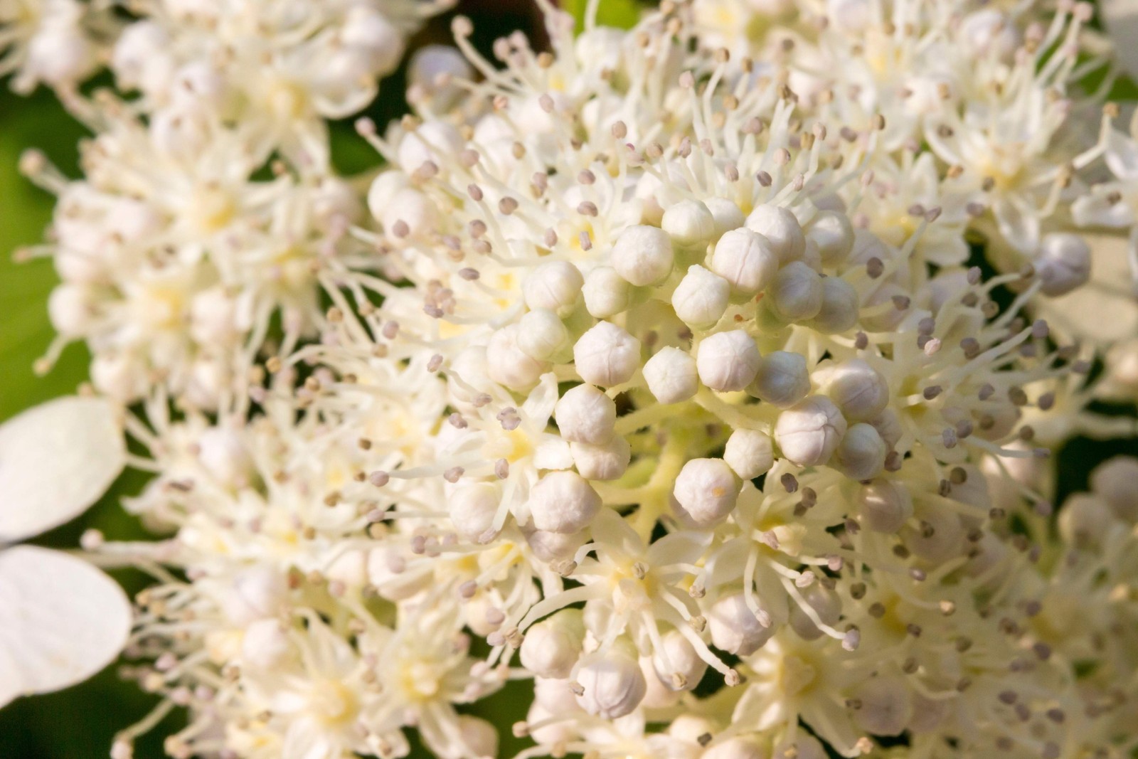 50 CLIMBING HYDRANGEA Anomala Petiolaris Vine Flower Seeds