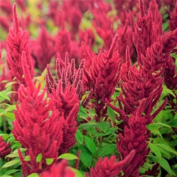 Amaranth Seeds, Red Garnet Amaranth Grain , Seeds to plant in your home garden.