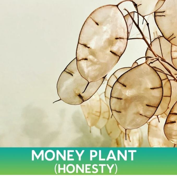 15 Lunaria Annua Seeds Brassicaceae Honesty Silver Dollar Money Plant Seeds