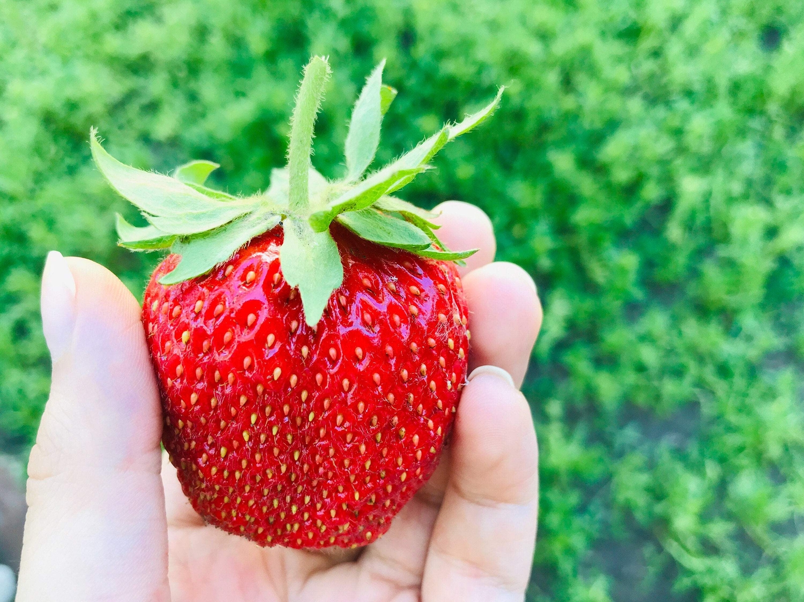 15 GIANT STRAWBERRY Fragaria JuneBearing Huge Red Berry Fruit White Flower Seeds