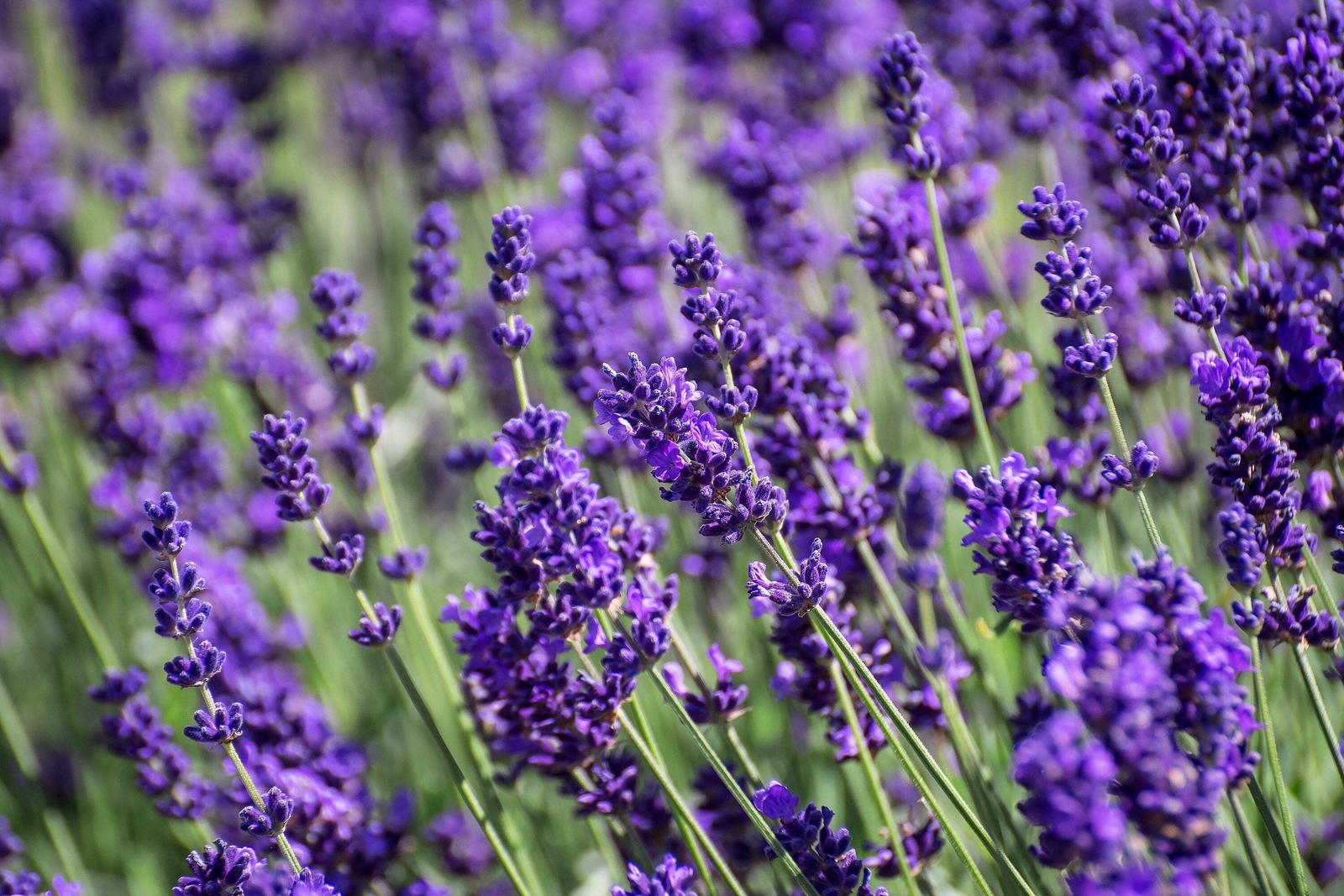 20 DWARF MUNSTEAD LAVENDER English Lavandula Angustifolia Flower Herb Seeds