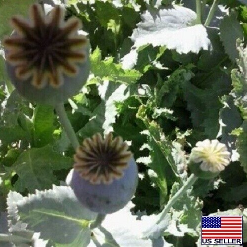 Turkish Poppy Seeds For Planting 10,000 Stratified Imported Papavaer Somniferum