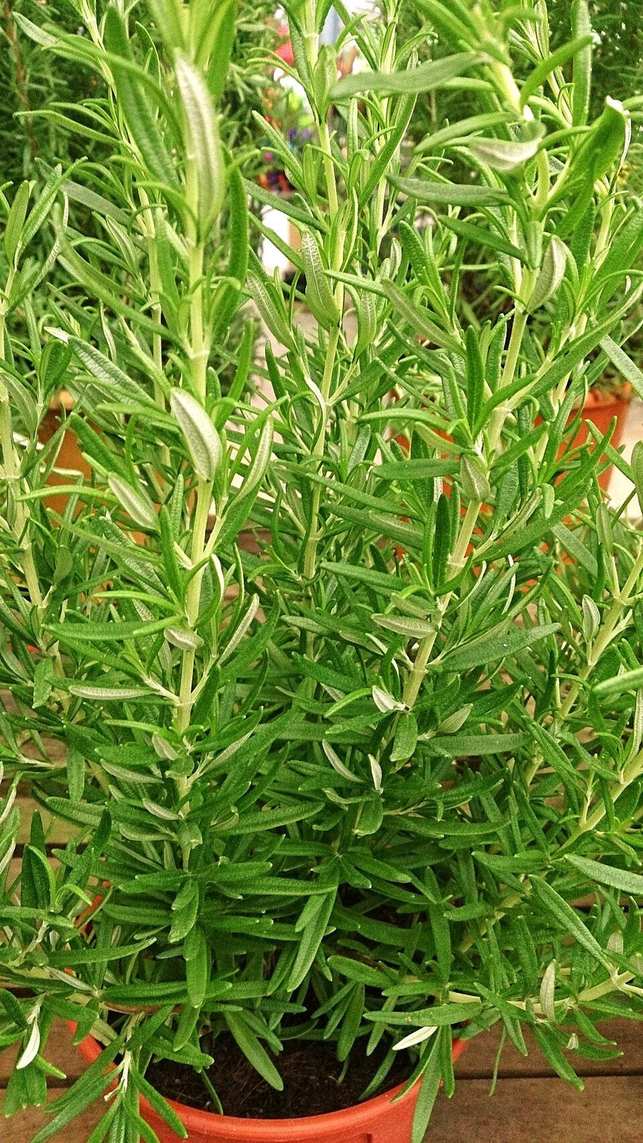 Rosemary Seeds – For 2025 Planting Blue Tuscan Perennial Herb Garden