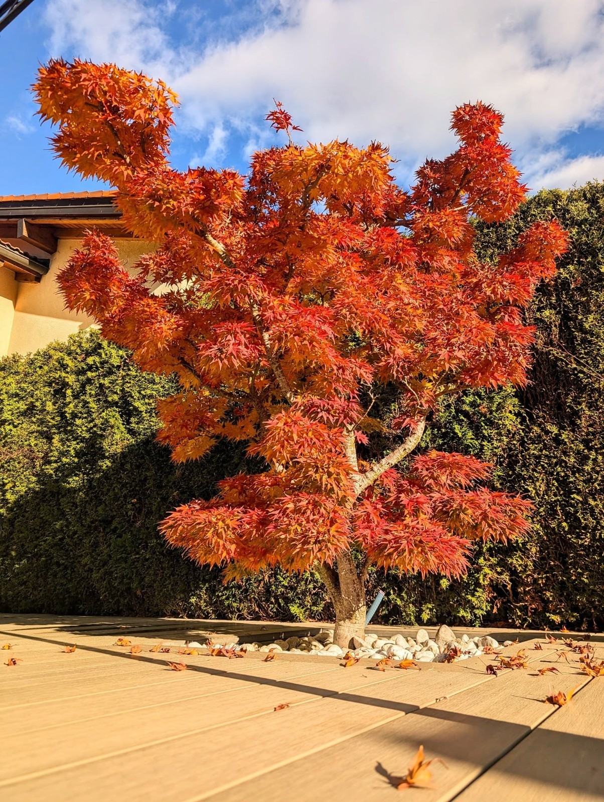 10 “DWARF” Japanese Maple Tree Seeds (Mikawa yatsubusa) UNIQUE Hemp Herb Bonsai