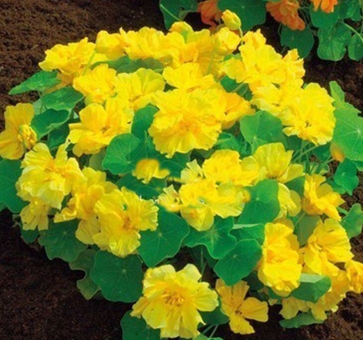20+Tall Nasturtium Seeds Mix(Tropaeolum majus) Edible Garden Flowers USA