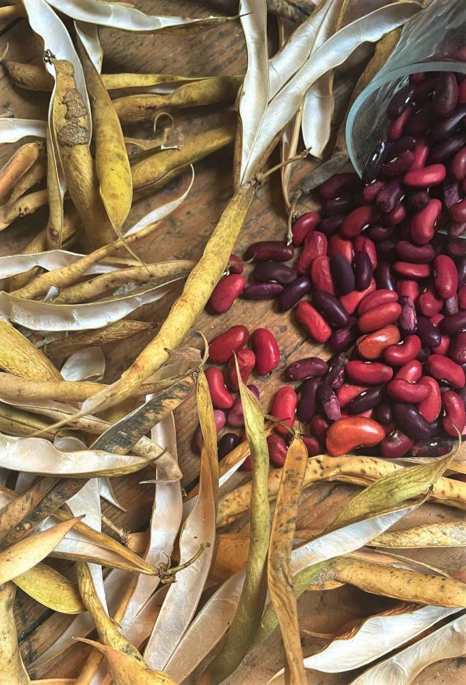 Dark Red Kidney Bean Seeds | For Planting Bush Chili Beans Vegetable Seed 2024