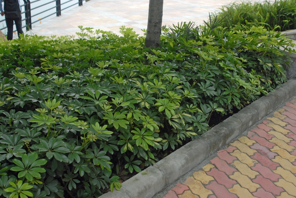 Umbrella Plant. Schefflera Arborcola 10 Seeds. Free Shipping!