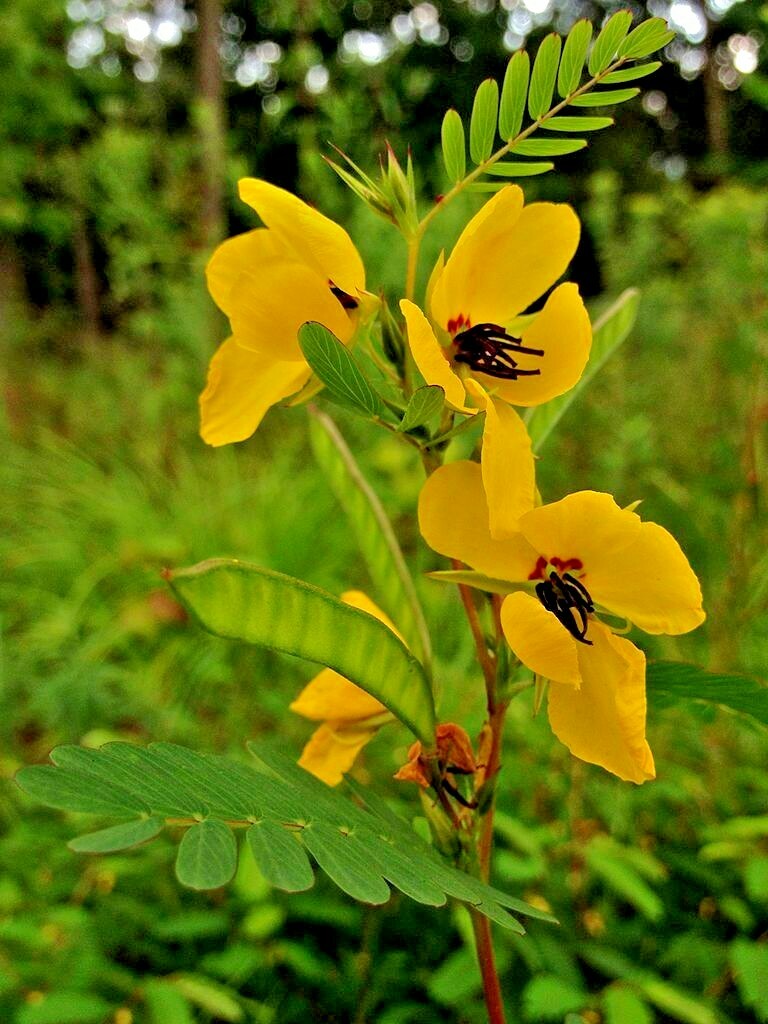 200+ PARTRIDGE PEA Seeds Native Wildflower Fall Food Source Turkey Deer Birds