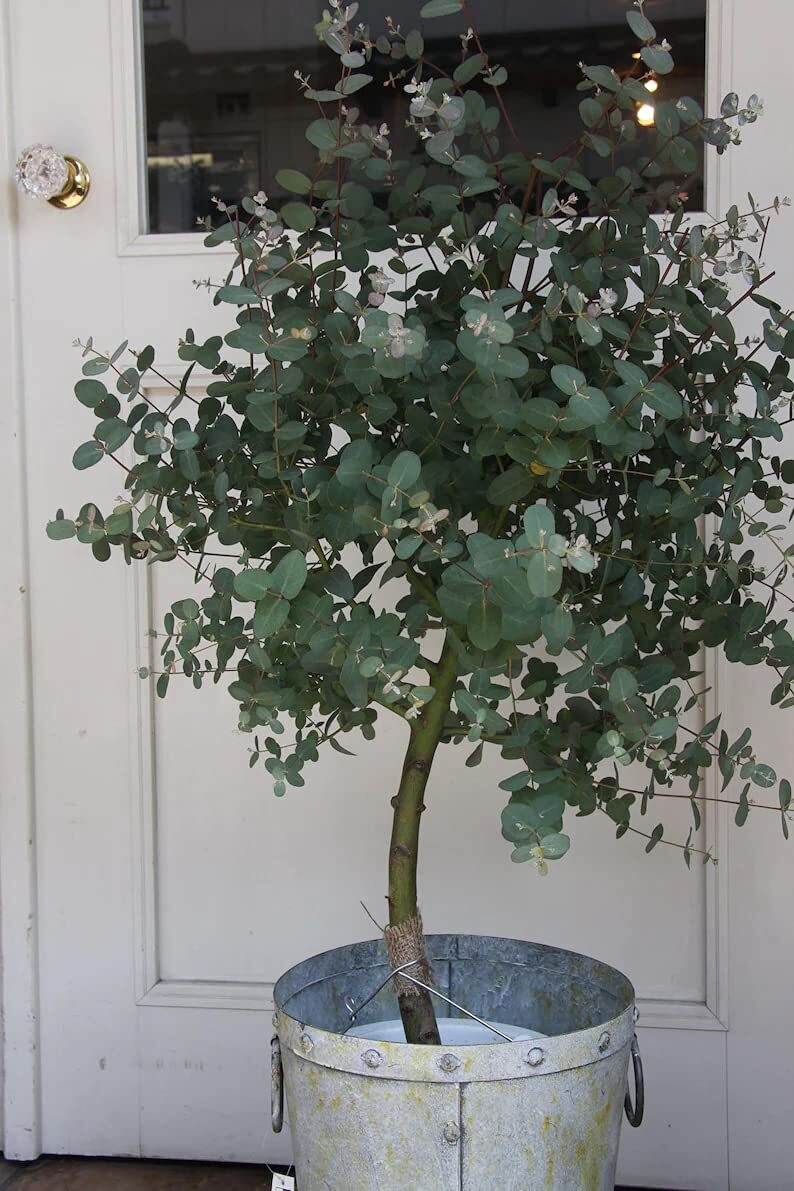 10 Baby Blue Seeds, Silver Leaved Mountain Gum, Powdered Gum, Mountain Silver Se