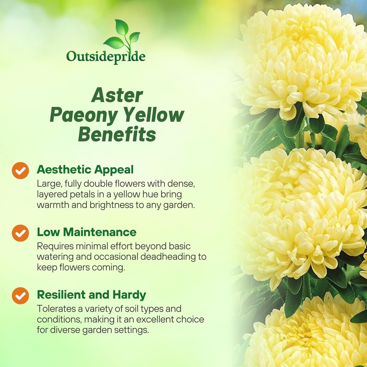 1000 Seeds Aster Seeds – Aster Callistephus Yellow Flower Seed