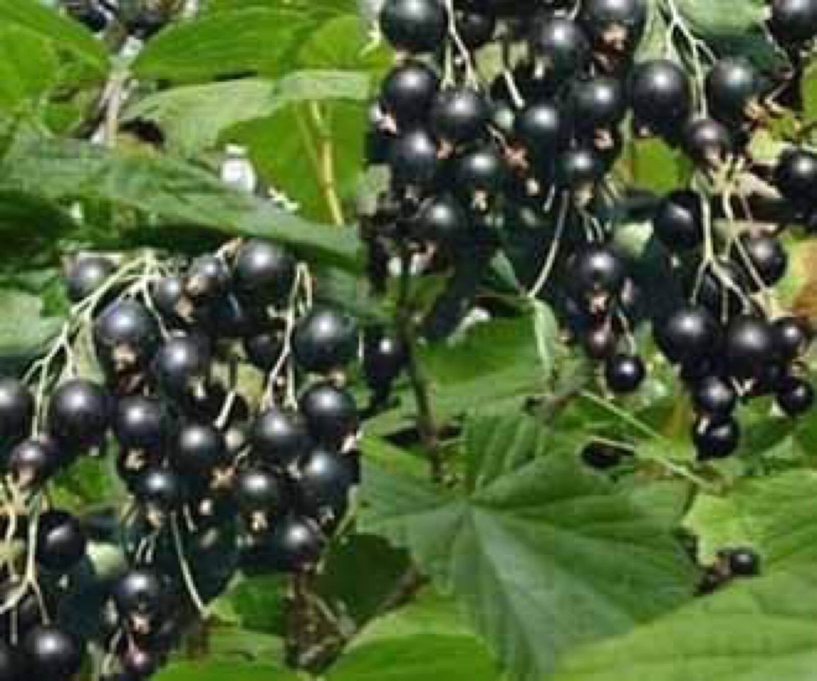 Boskoop Giant Black Currant , 1 rooted plant 12-15” tall, 1 year old