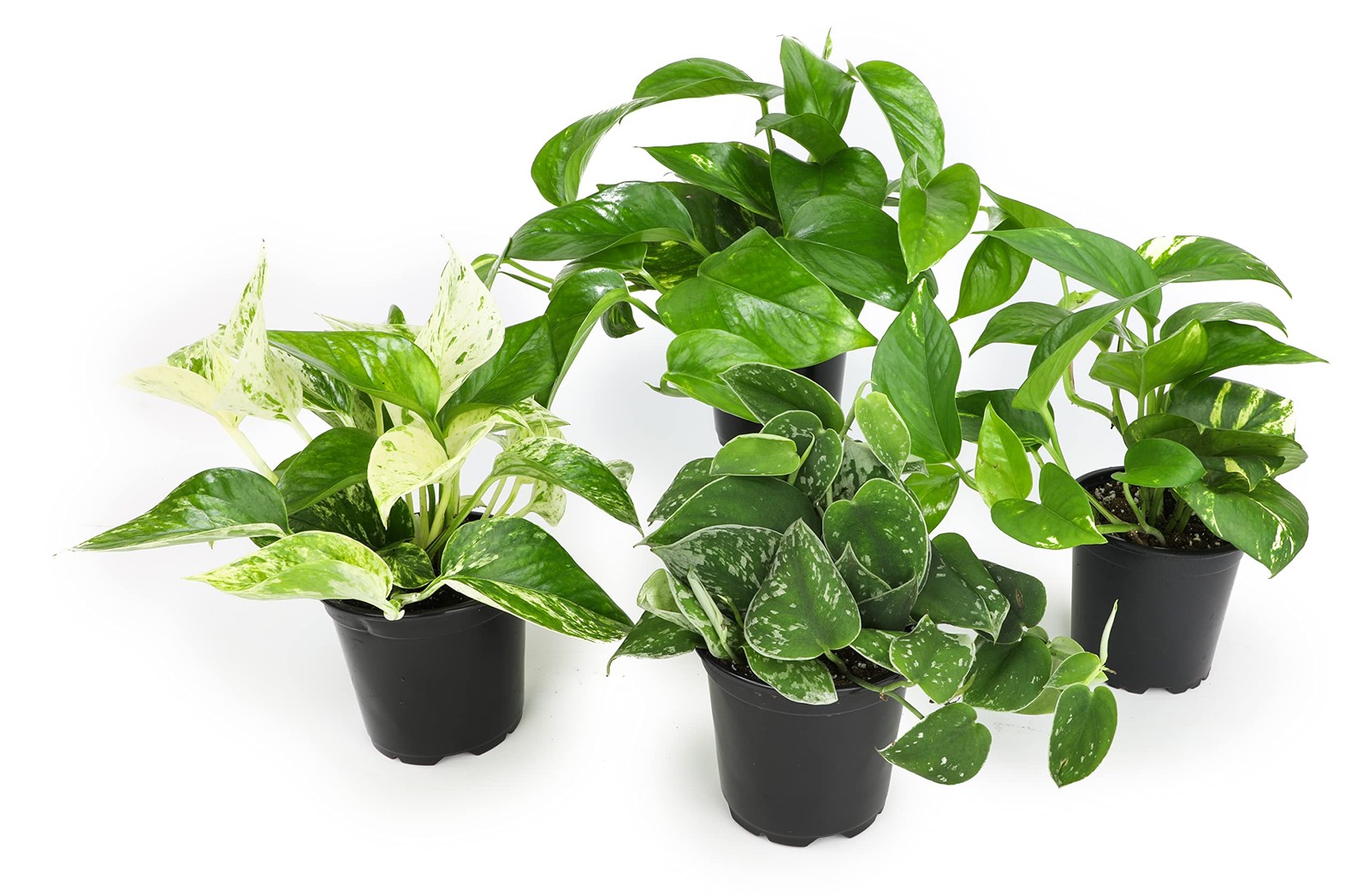 Live Pothos Plants 4PK Indoor Plants Live Houseplants Pothos Live Plant Hous…