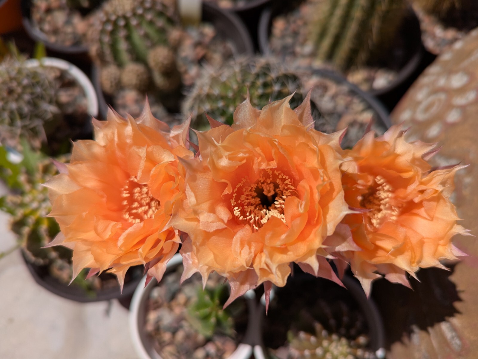 *2026 HARVEST* Echinopsis ‘Orange Cups’ Open Pollinated 50x Seeds