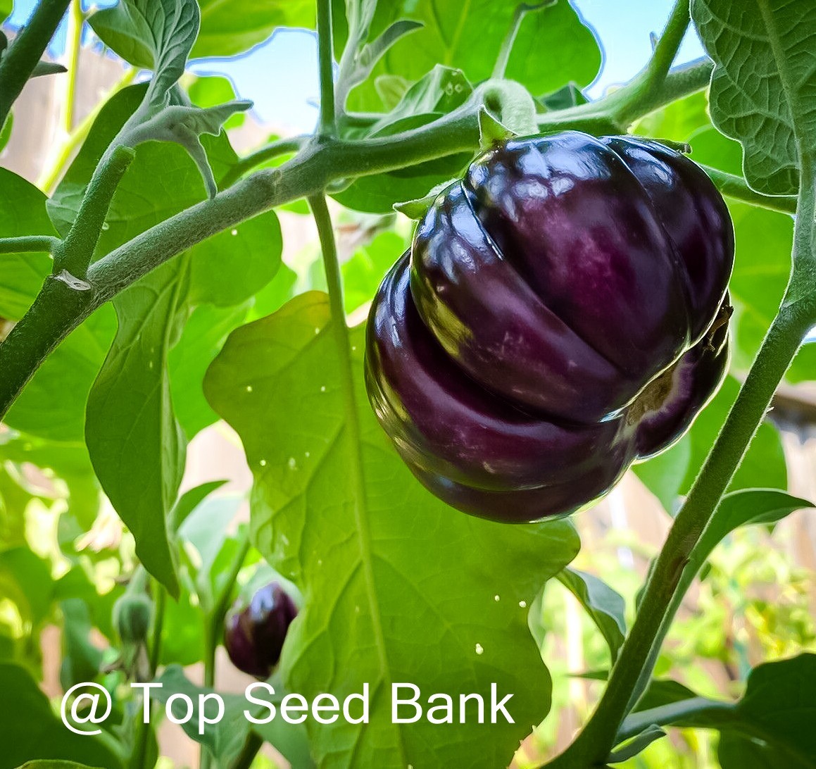 10+ Purple ribbed eggplant, Thai pumpkin eggplant seeds + Free GIFT | Heirloom