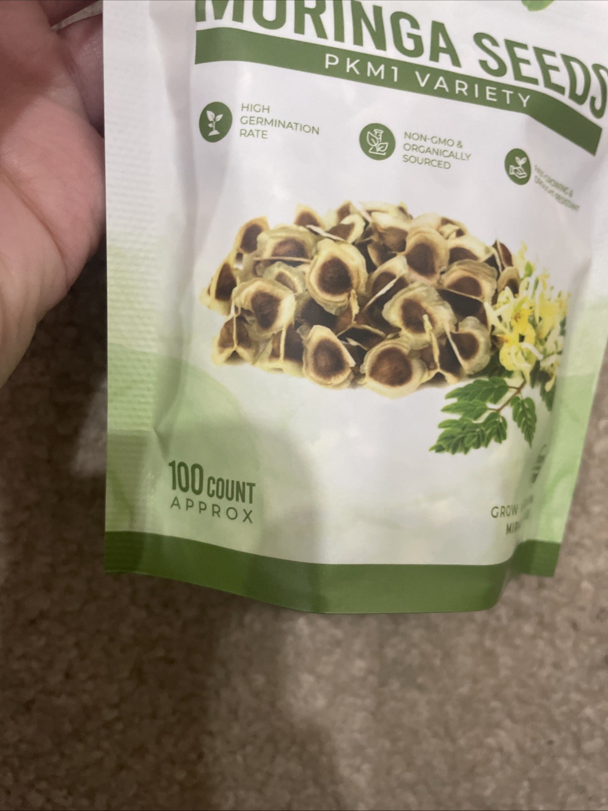Moringa Seeds 100 Count Moringa Tree Seeds High Germination Rates