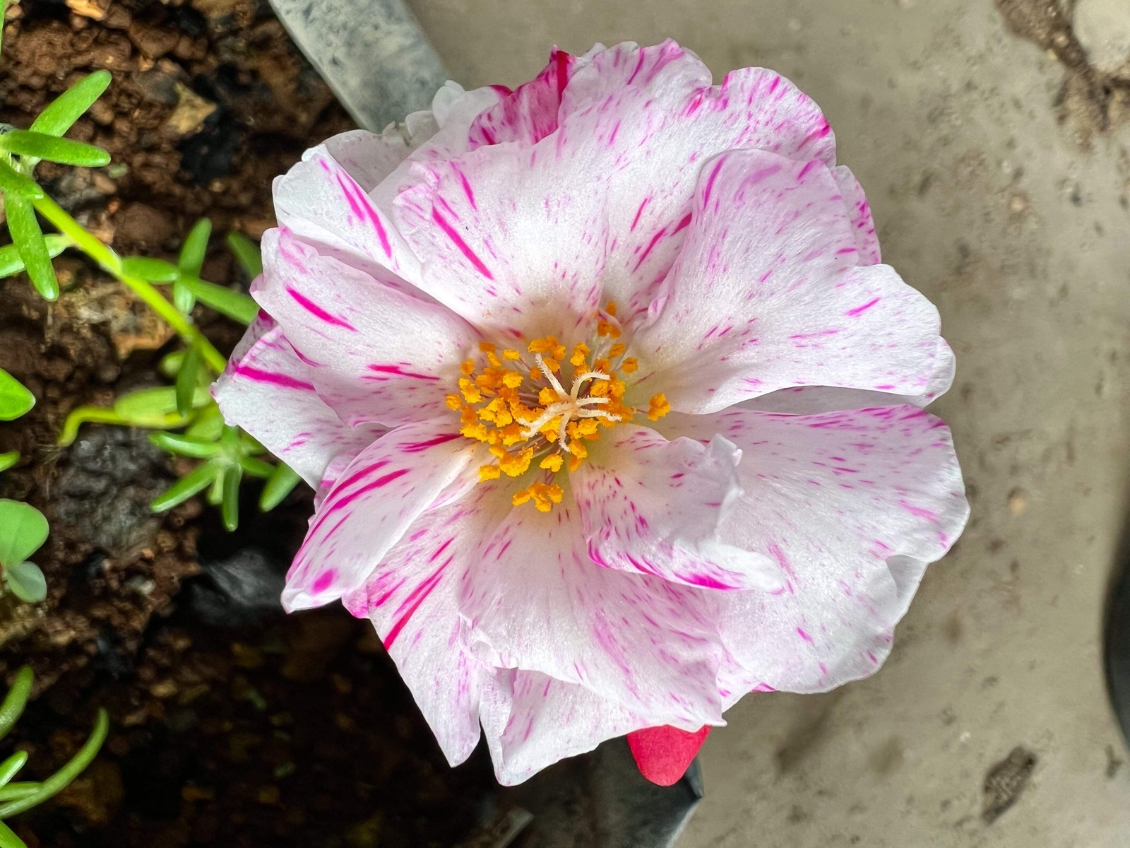 40 Sundial PEPPERMINT PORTULACA Grandiflora Moss Rose Pink Streaked Flower Seeds