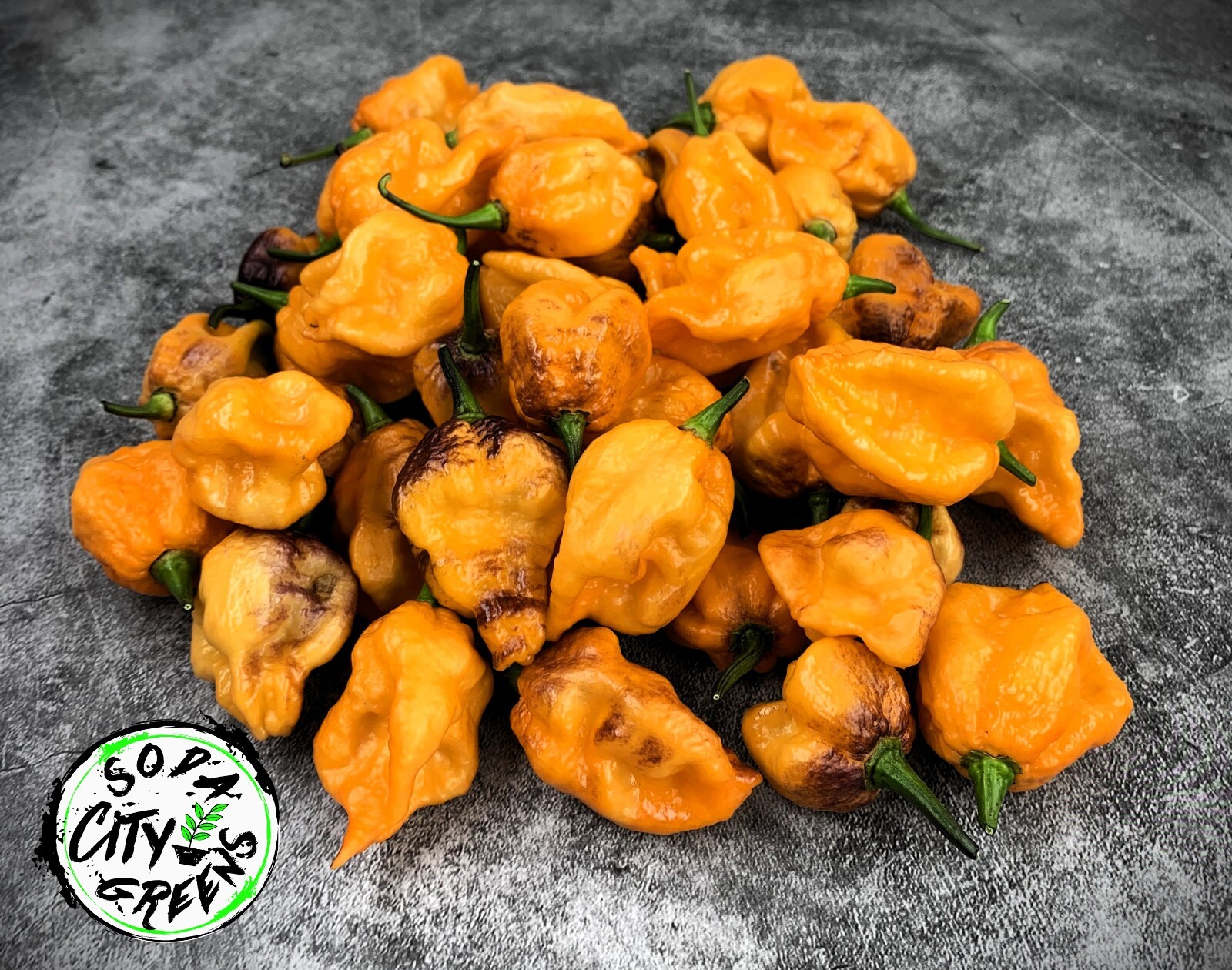 Pockmark Orange Pepper Seeds 10+ FREE SHIPPING!