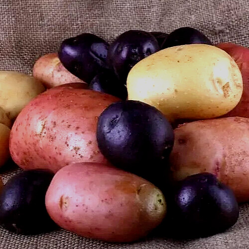 Specialty Seed Potato Mix Colors Purple Red Yellow Yukon Russet Organic Potatoes