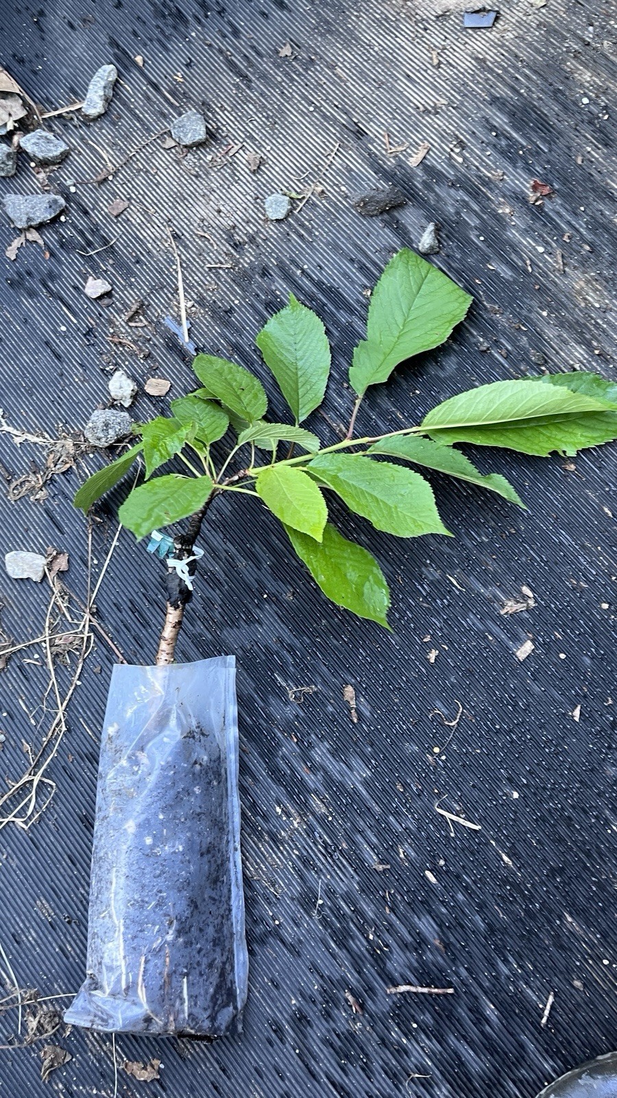 Schmidt’s Bigarreau Sweet Cherry 6-12 inches grafted plant dormant