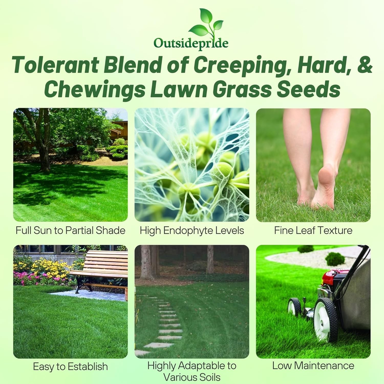 5 LBS – OptiGrowth Coated Legacy Fine Fescue Grass Seed For Lawns – Grass