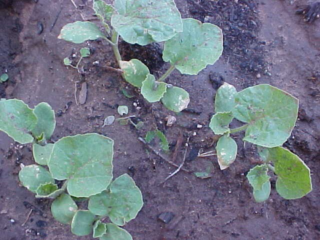 12 SEEDS BIG SWEET MAMA STRAWBERRY PRODUCE SUPER HUGE SWEET STRAWBERRIES ENJOY