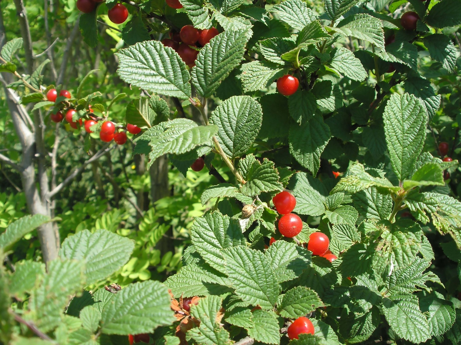 Nanking Bush Cherry, Prunus tomentosa, Shrub Seeds (Edible, Hardy, Fast)