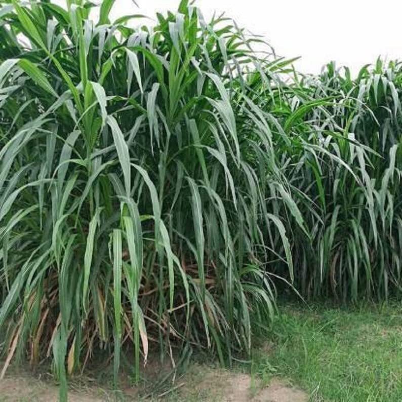 Elephant Grass Seeds – 30 Seeds – Tallest Grass in The World – Ships from Iowa,
