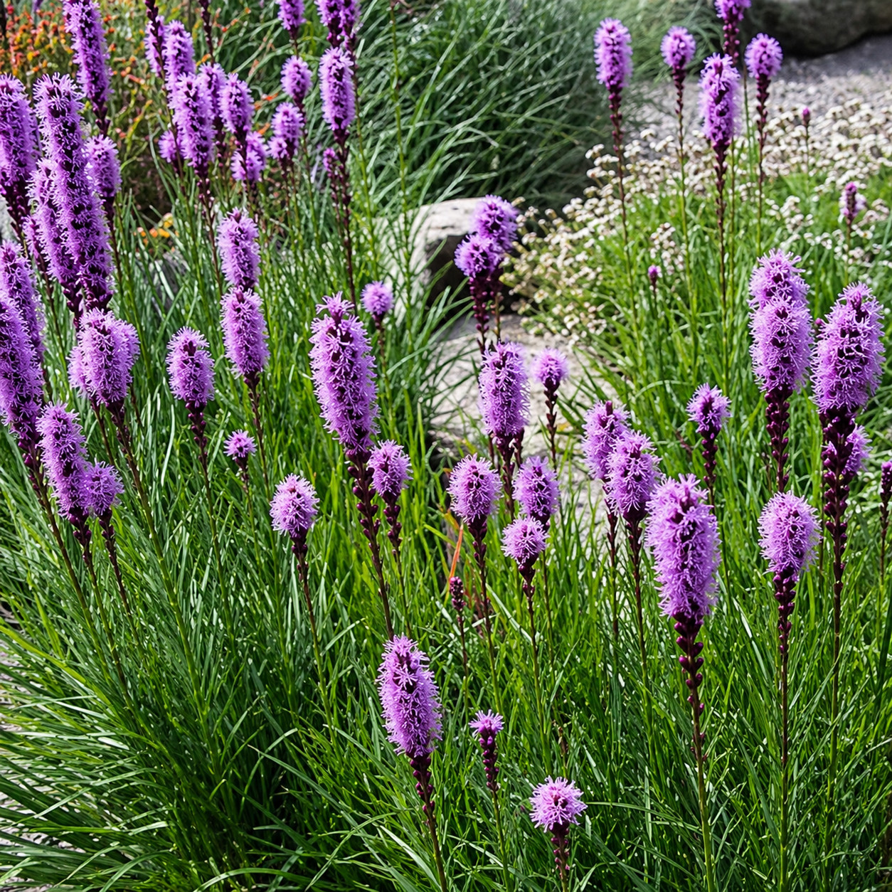 70 Prairie Blazing Star Seeds, Snakeroot, Native Wildflower, Genuine USA