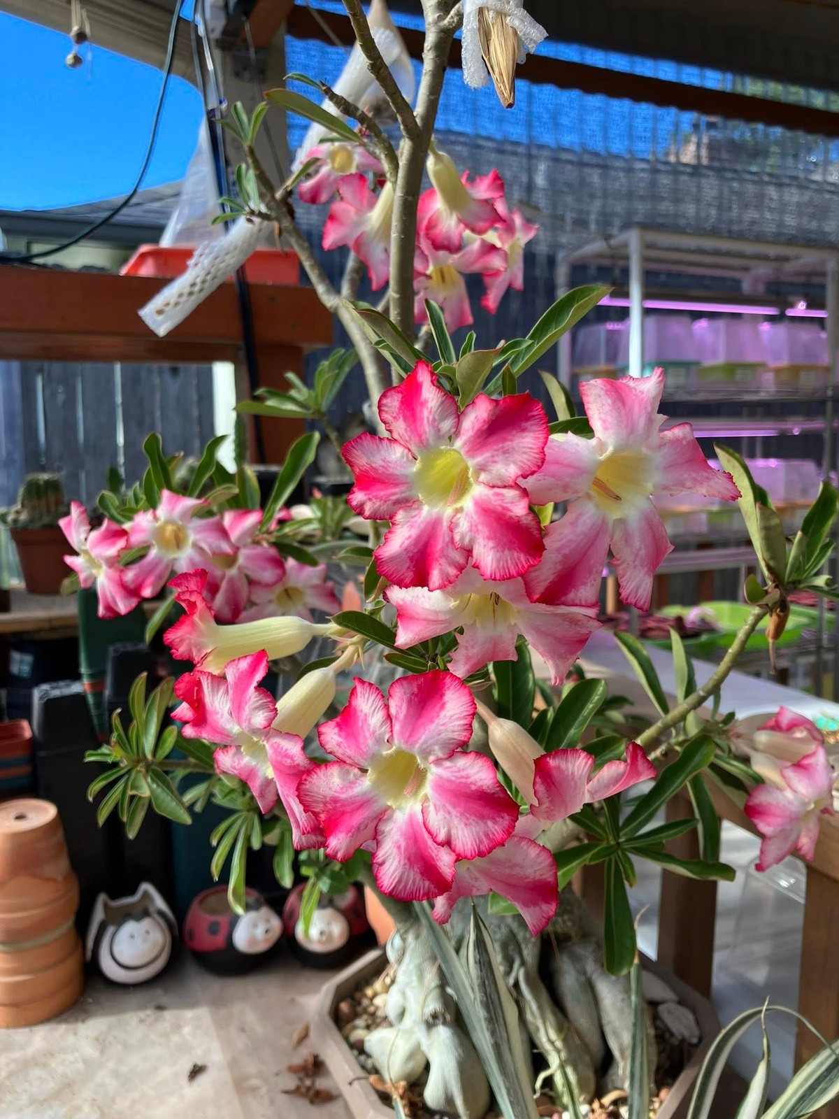 Seed- Adenium obesum hybrid (pink fl. w/stripes on petal) 20+ fresh seeds