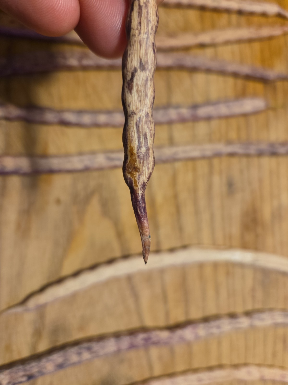 15 Honey Mesquite Pods (Prosopis Glandulosa) Drought Tolerant Legume (2026)