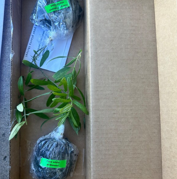 Set 2 White Milkweed Starter Plants – 4-8″ Tall – Monarch Butterfly Attracting