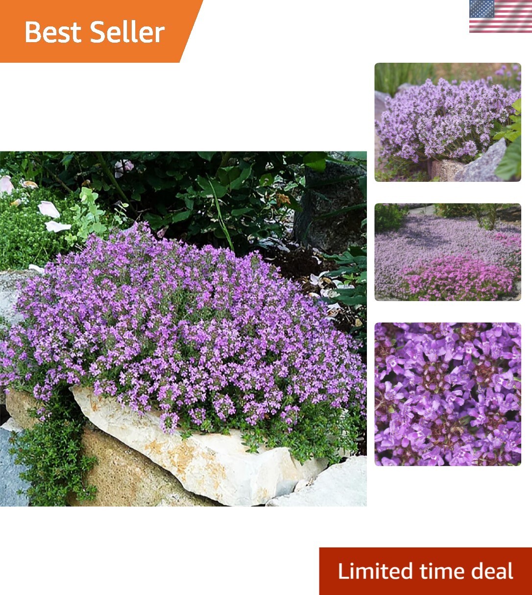 8000+ Creeping Thyme Seeds for Full Sun – Low-Maintenance Perennial Groundcover