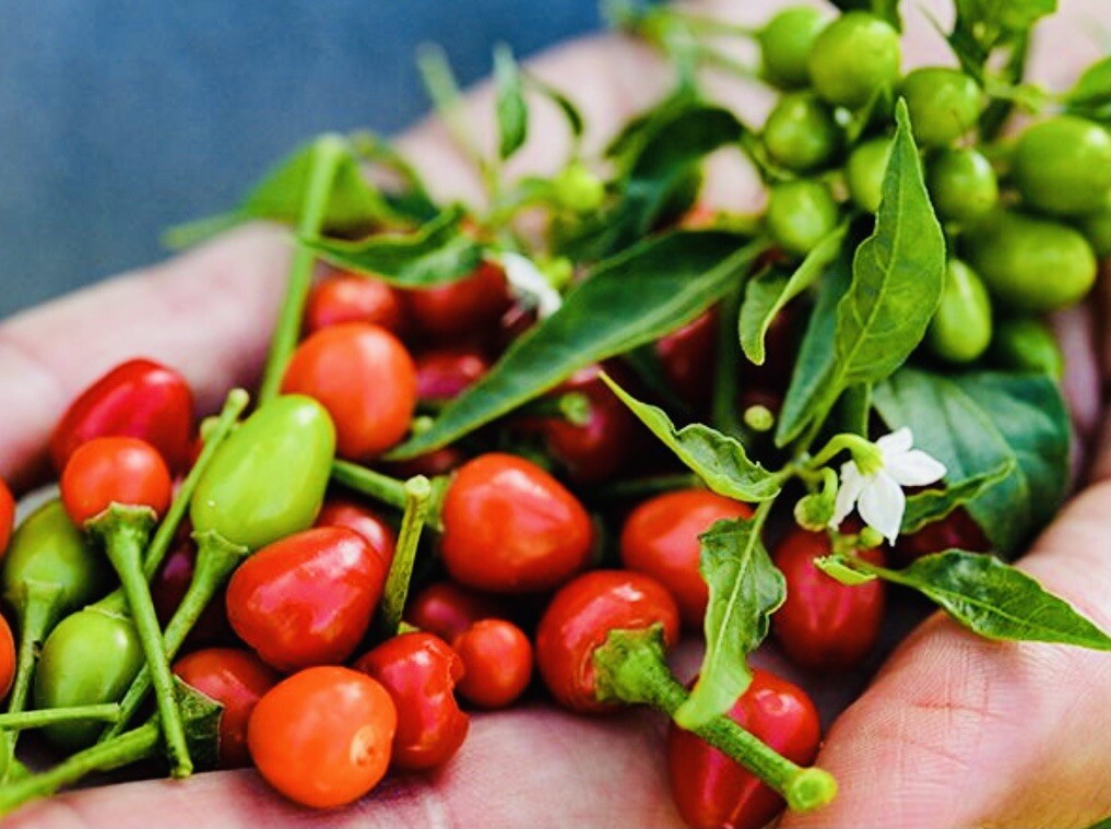 VARIETY PACK THAI CHILI PEPPER CHILE PEQUIN ANCHO PEPPER SEEDS FREE SHIPPING