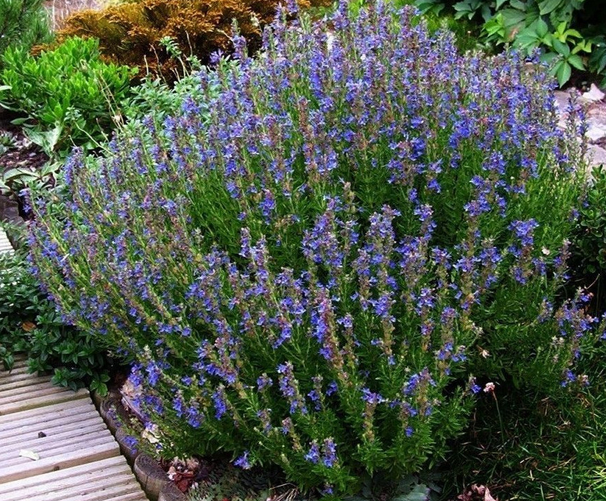 HYSSOP HERB SEEDS * DECORATIVE * AROMATIC * HERBAL REMEDY * 100 COUNT PKT.