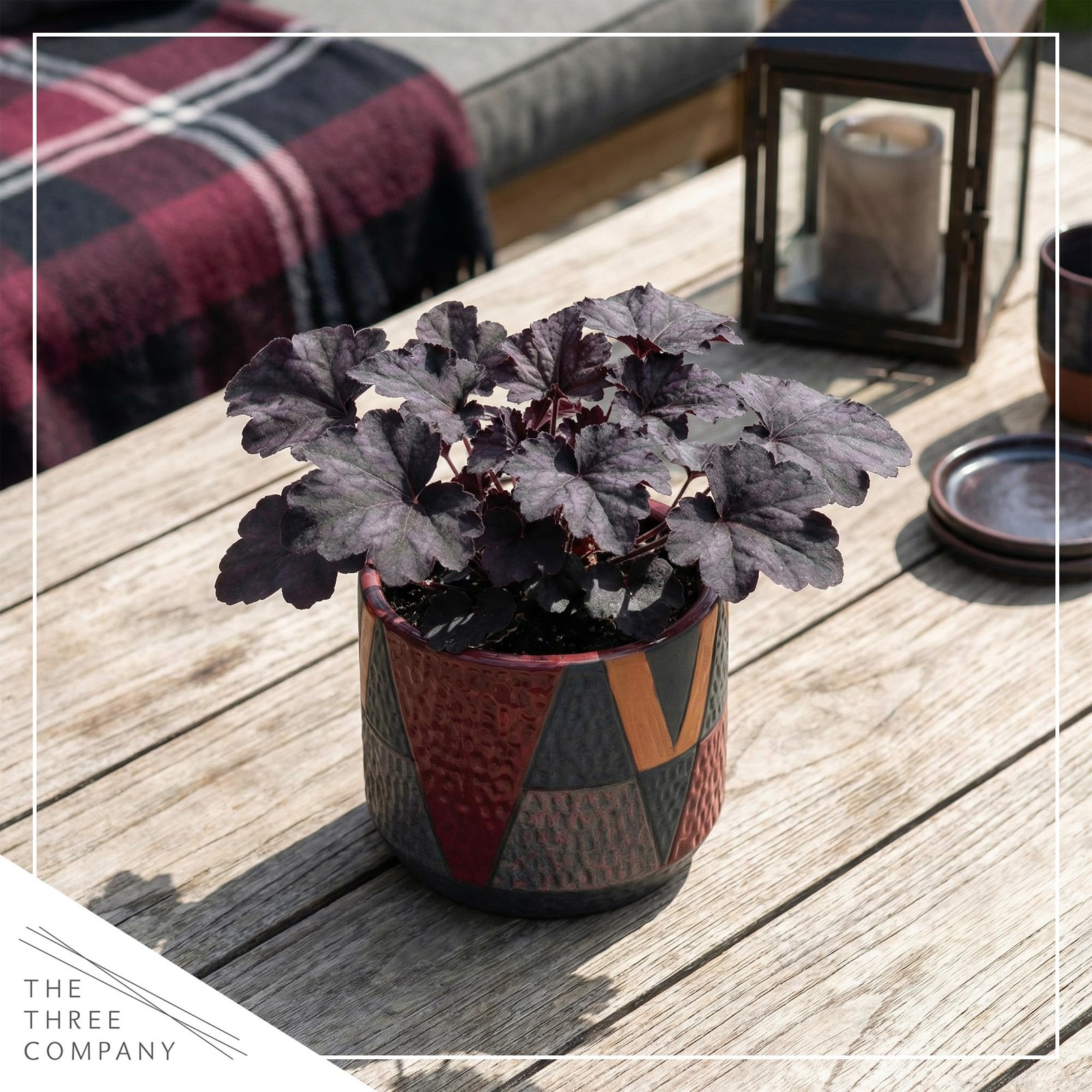 Heuchera Coral Bells 2Pack Black Olive Shade Perennial Foliage Plant 10″