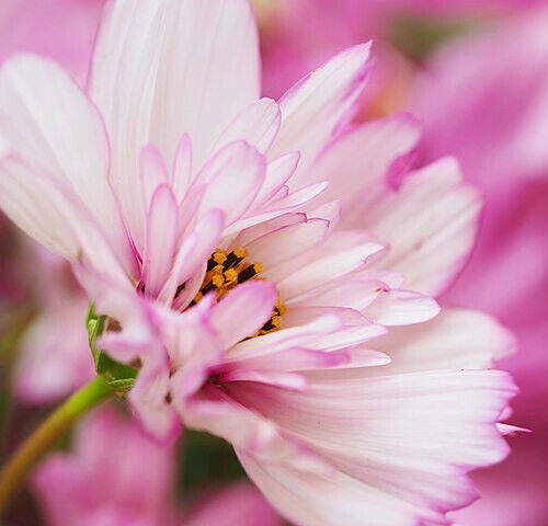 COSMOS MIX 100 SEEDS, yellow, orange, double, seashell, purple, white, pink…