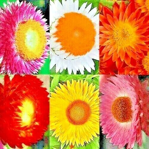 STRAWFLOWER 50 SEEDS SPRING MIX DAISY PERENNIAL RARE DROUGHT HEAT TOLERANT USA