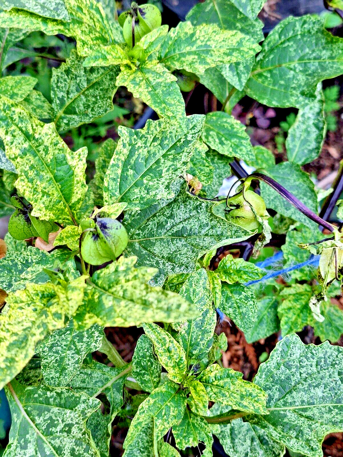 rare variegated shoofly plant 100 seeds, Nicandra Phsalodes Var. Splash of cream