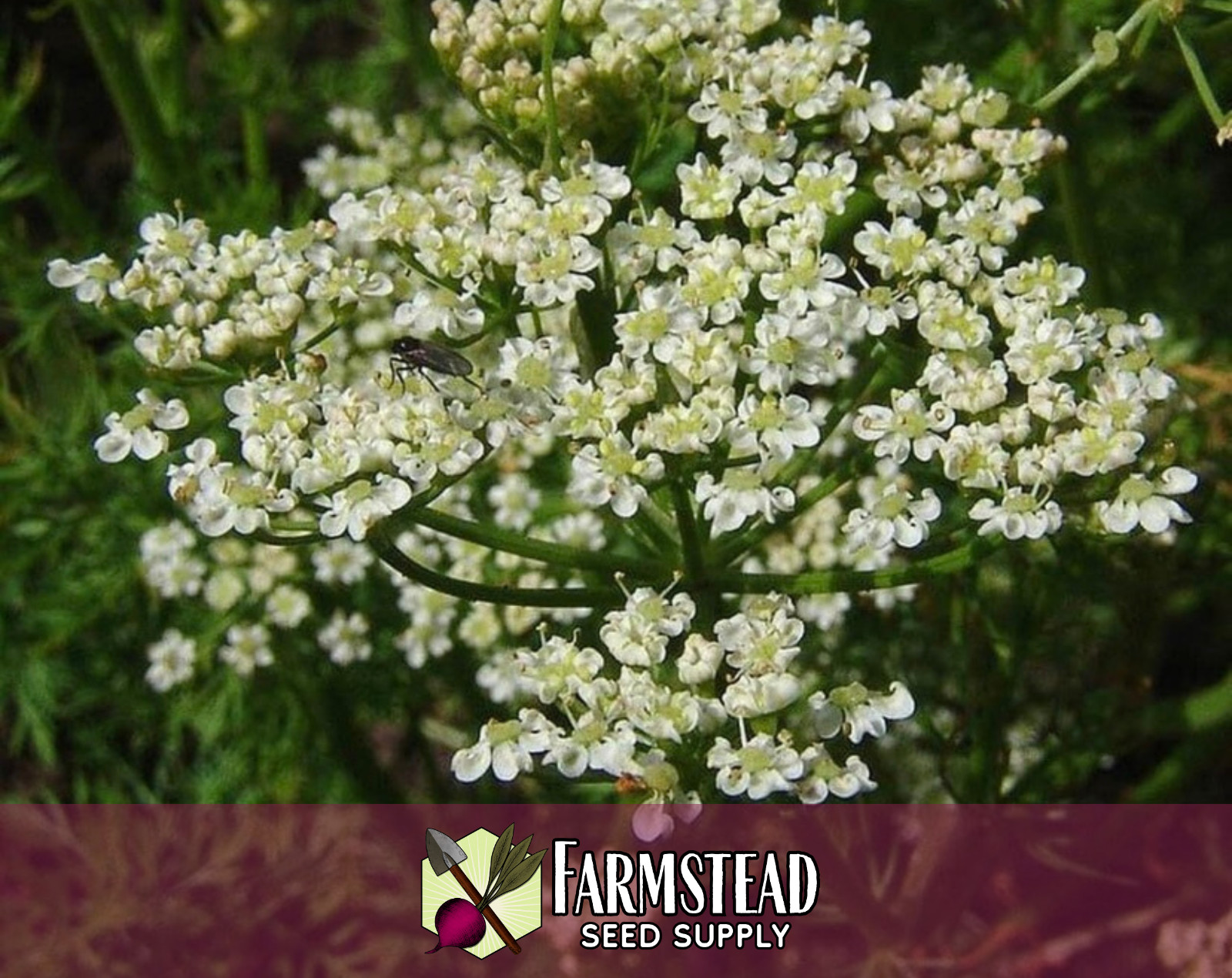 900+ Caraway Seeds, Herb & Flower Gardening Seed Packet, Heirloom, Non-GMO, USA