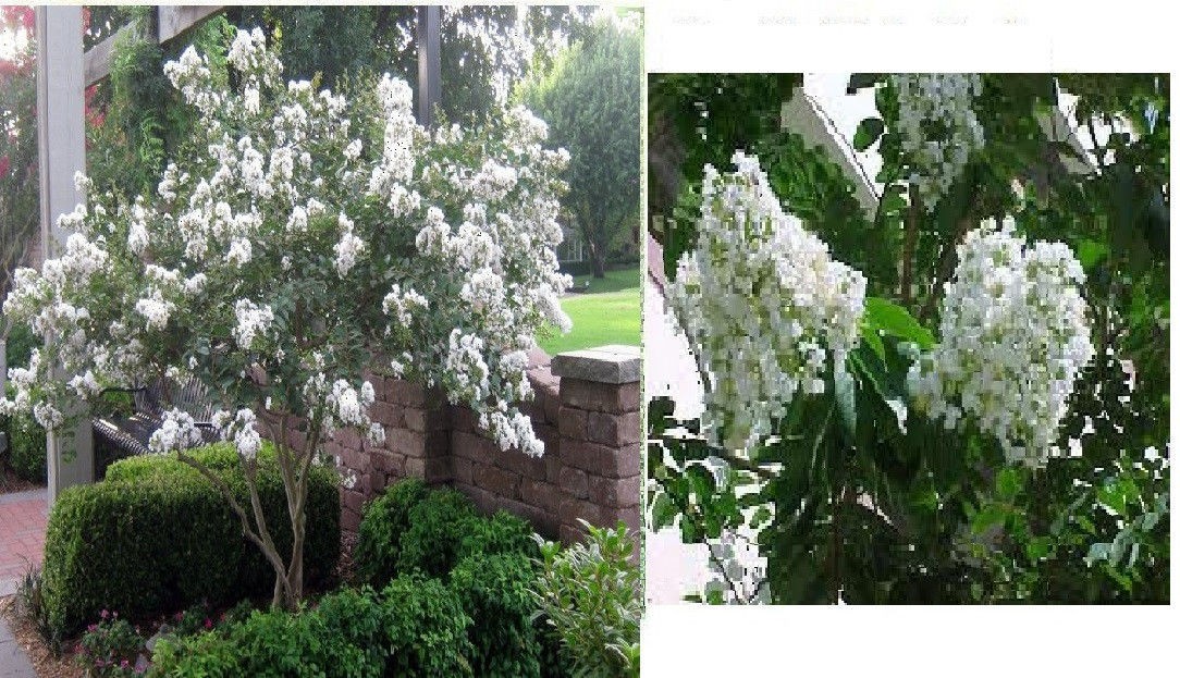 LOTS OF VARIETY OF 8 DIFFERENT KINDS OF FLOWER SEEDS GREAT DEAL! #25 USA Seller