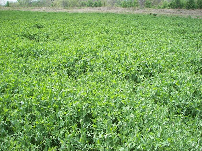 Vale Field Pea Seed Food Plot Cover Crop Annual Growth 5 Lbs. Bag NEW
