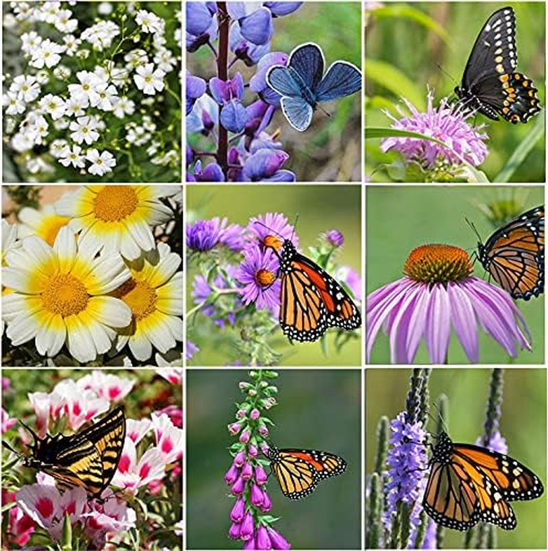 Perennial Wildflower Seeds Package with 31 Different Varieties 100,000+ Seeds, H