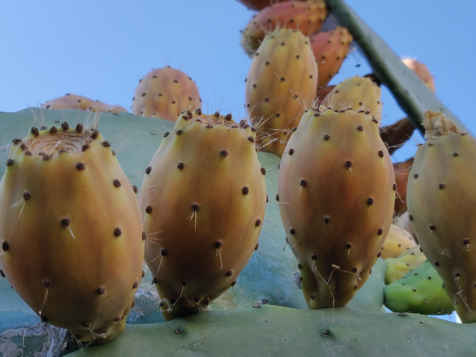 60 Opuntia Prickly Pear Cactus Fruit Tuna Sabra Cactus Organic Seeds Semillas