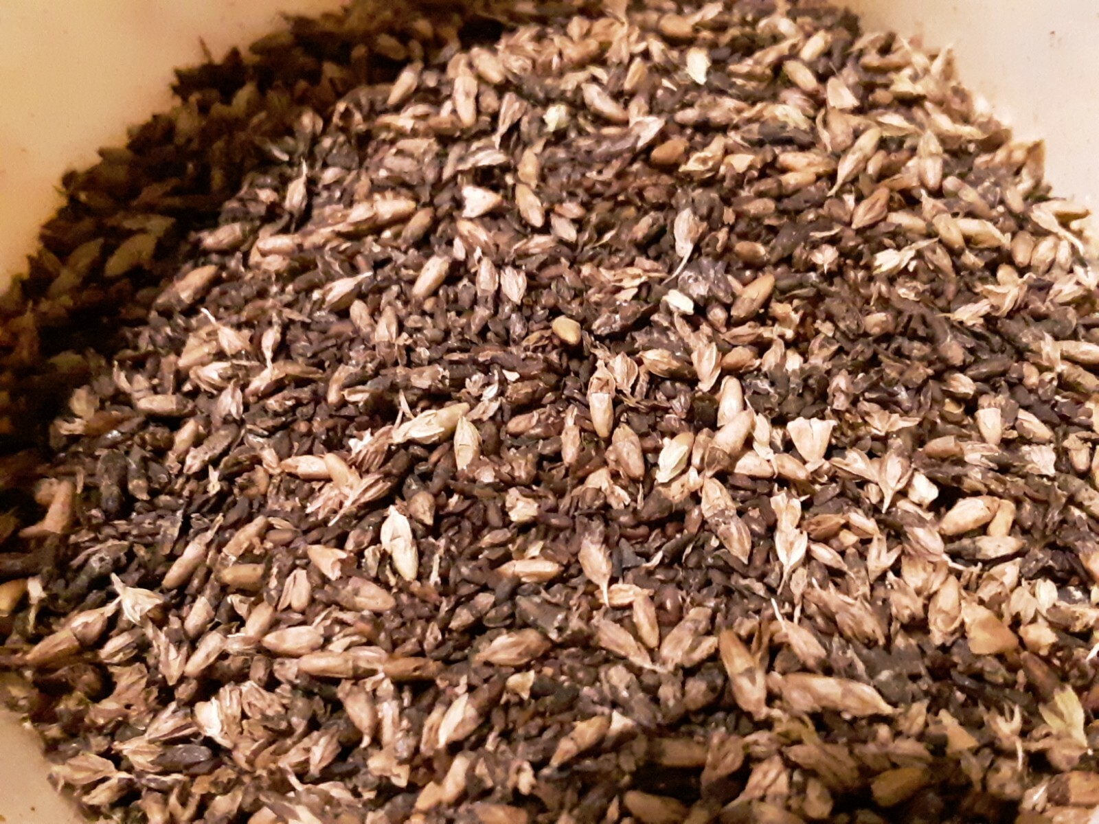 500+ Organic Plantago Major Broadleaf Plantain Seeds.Native Perennial Herb.