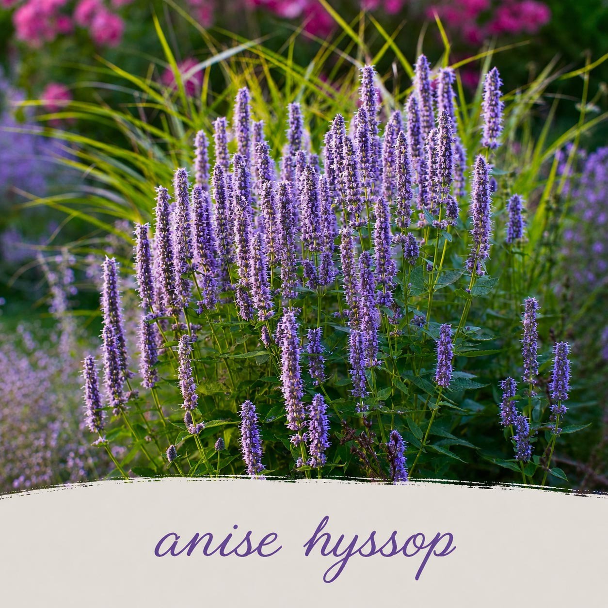 Hummingbird Wildflower Bundle | Tall & Short Mini Mixes | Prairie Legacy Inc.