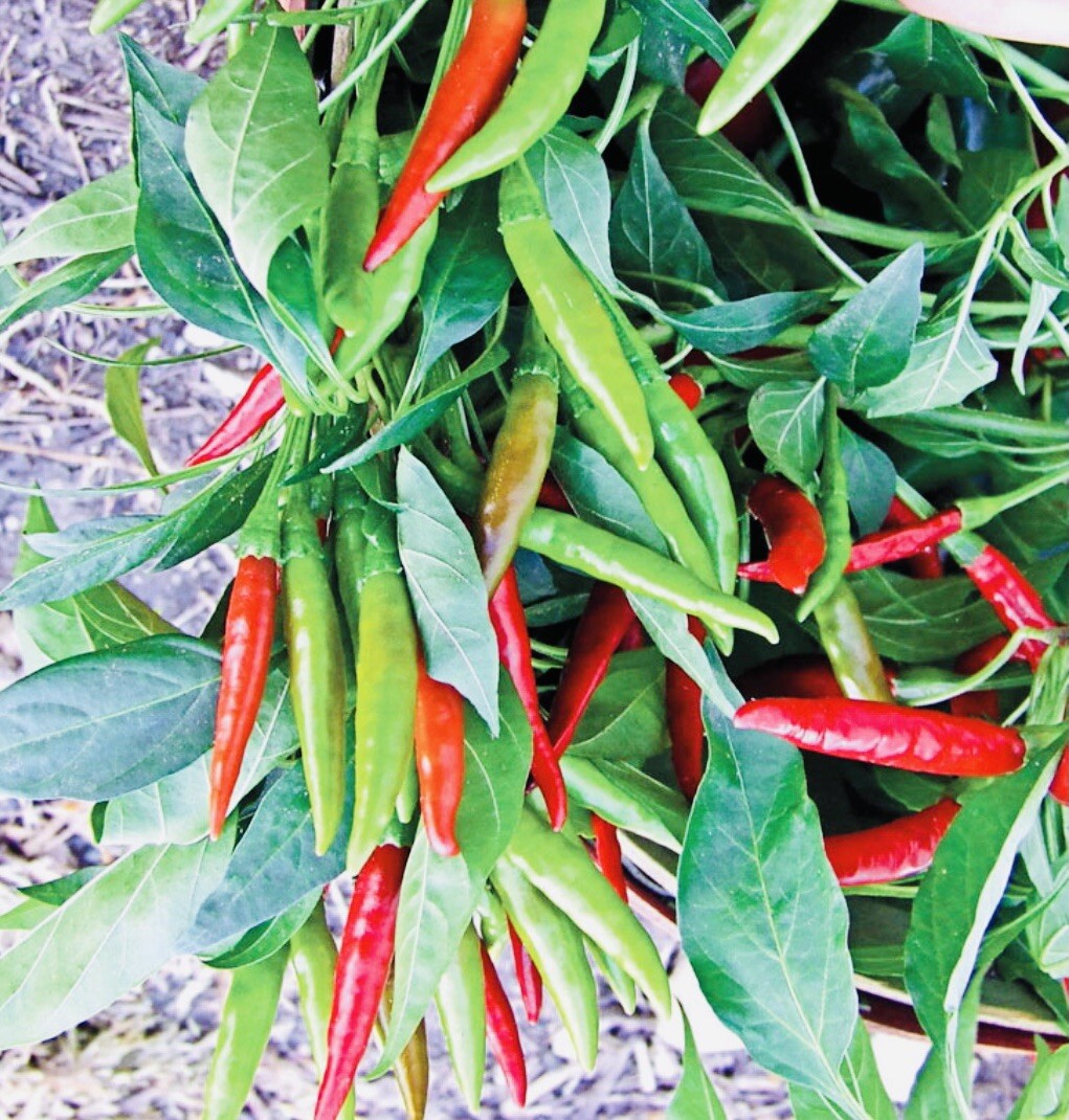(400 SEEDS) THAI HOT PEPPER SEEDS HEIRLOOM NON GMO FRESH HARVESH FREE SHIPPING